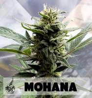 Picture from Faricurgrower (Mohana)