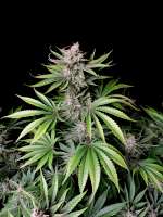 Pic for Cherry Cola Auto (Fast Buds Company)