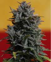 Fast Buds Company Girl Scout Cookies - photo made by lee1969