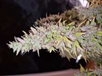 Fast Buds Company Gorilla Zkittlez Auto - photo made by 19RAF89