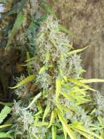 Picture from tropics (Hawaiian Sativa)