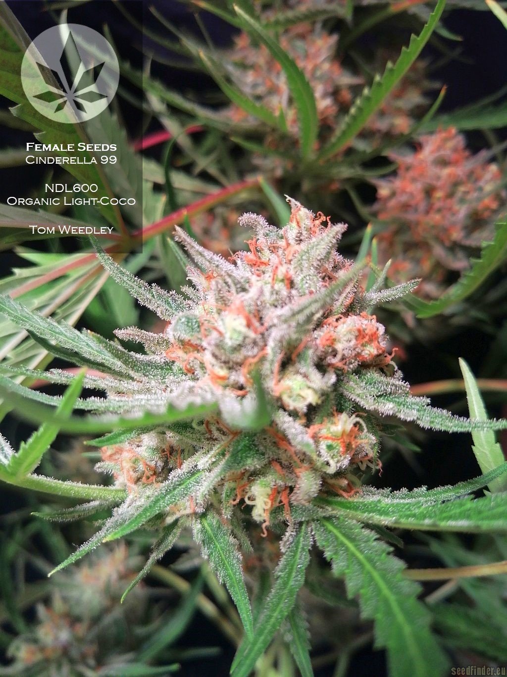 C99 (Female Seeds) :: Cannabis Strain Info