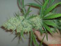 Female Seeds C99 Hybrid - photo made by JAHJAHChildren