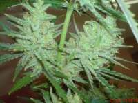 Female Seeds C99 Hybrid - photo made by JAHJAHChildren