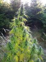 Picture from Ponte [Easy Sativa]