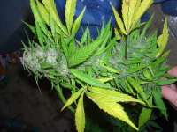 Female Seeds Easy Sativa - photo made by Roadkill420