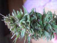 Female Seeds Maroc - photo made by Roadkill420