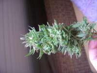 Female Seeds Maroc - photo made by Roadkill420