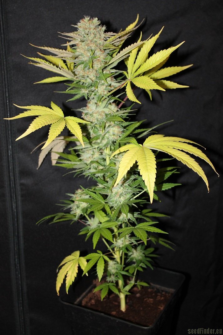 Женское и мужское растение марихуаны португалия легализация марихуаны