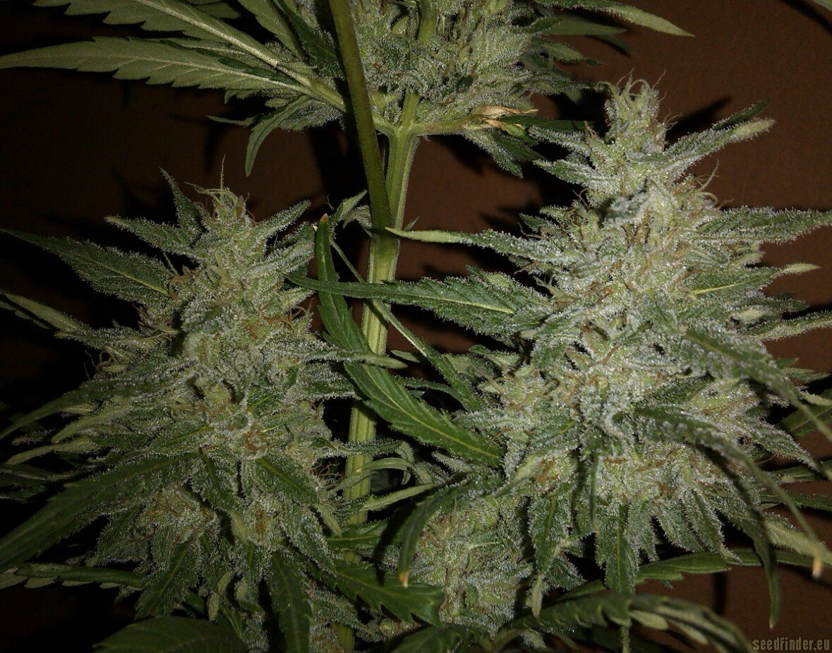 Strain-Gallery: Purple Maroc (Female Seeds) PIC #10111321038372424 by ...