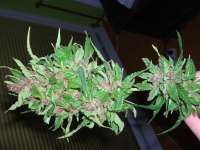 Female Seeds Purple Power - photo made by Roadkill420