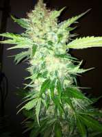 Picture from RazzleDazzle [White Widow]