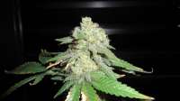 Female Seeds White Widow - photo made by FreedomGarden