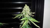 Female Seeds White Widow - photo made by FreedomGarden