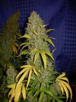 Picture from Nushaba (White Widow x Big Bud)