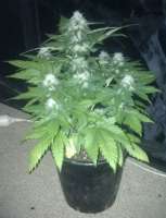 Picture from gimboid25 (White Widow x Big Bud)