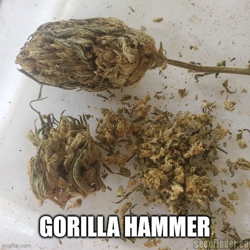 Freak Genetics Gorilla Hammer