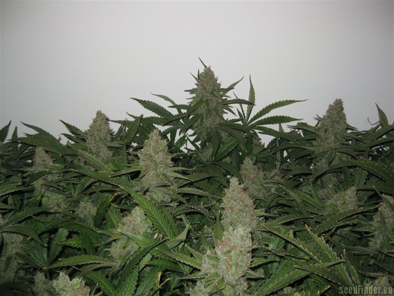 Strain-Gallery: Pineapple Express (G13 Labs) PIC #21011122979497787 by  someguy15
