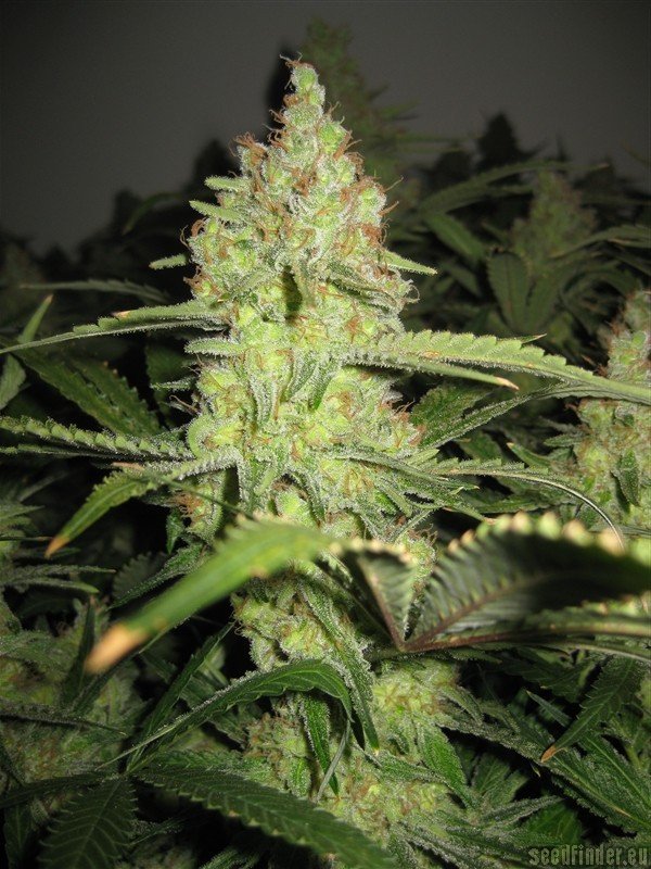 Strain-Gallery: Pineapple Express (G13 Labs) PIC #21011148957490846 by  someguy15