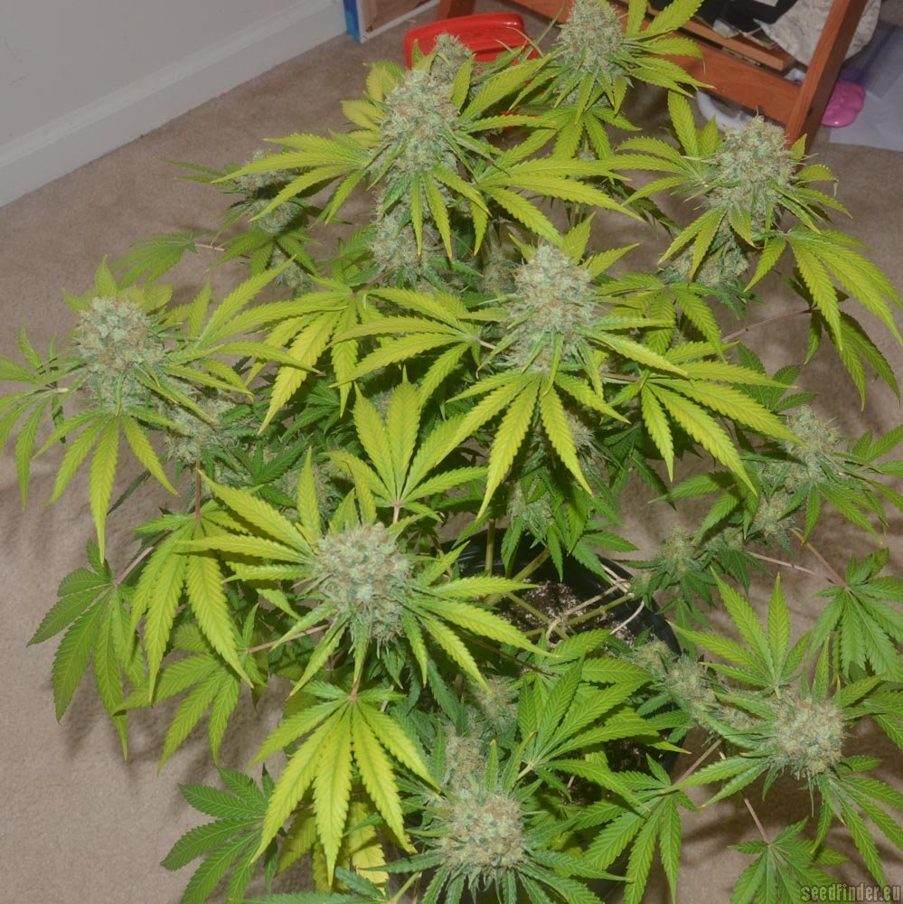 Strain-Gallery: Pineapple Express (G13 Labs) PIC #25051320987641189 by  Dredfarma420