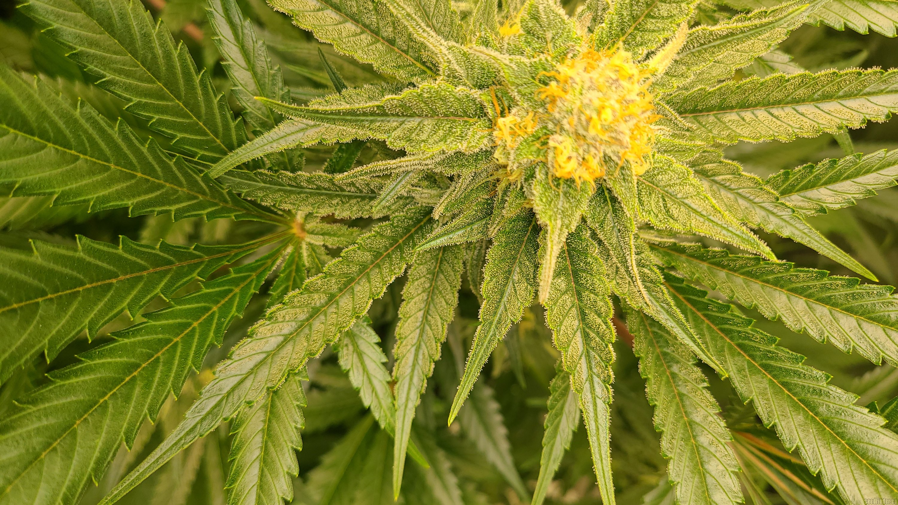 Pineapple Express (G13 Labs) :: Cannabis Strain Info