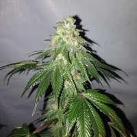 Picture from Gonzoseeds (Couch Potato)