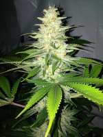 Gonzo Seeds Naranga - photo made by Gonzoseeds