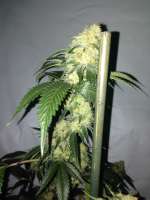 Picture from Gonzoseeds (White Narco)