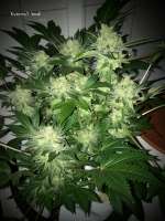 GreenLabel Seeds Everest Bud - photo made by MrQnQ