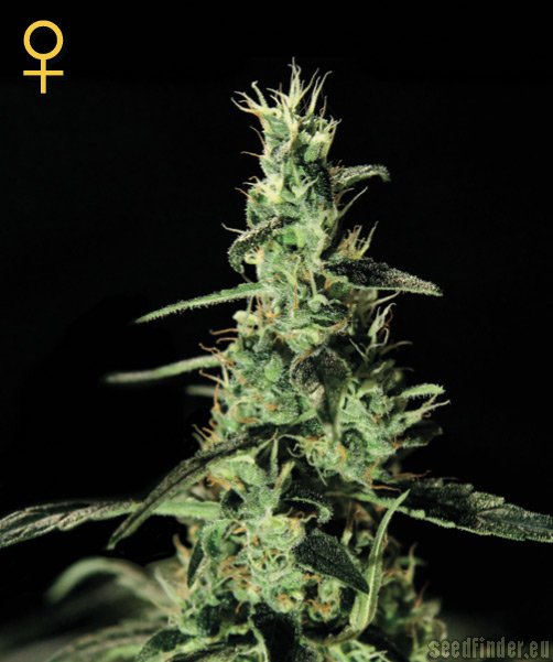 Green House Seeds Alaskan Ice