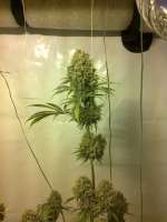 Picture from admin (Arjans Strawberry Haze)