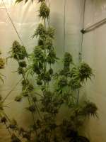 Picture from admin (Arjans Strawberry Haze)
