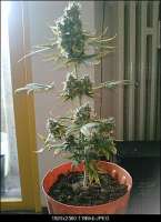 Picture from DrJekyll (Big Bang Autoflowering)