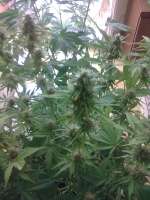 Picture from romulus (Big Bang Autoflowering)