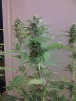 Picture from romulus (Big Bang Autoflowering)