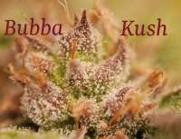 Green House Seeds Bubba Kush - photo made by hankpankwank