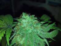 Picture from FragKush (Bubba Kush)