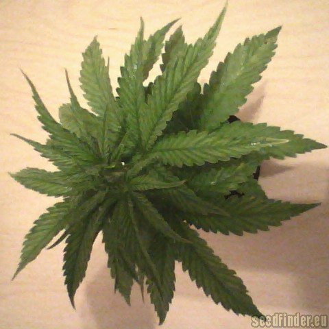 Green House Seeds Diamond Girl