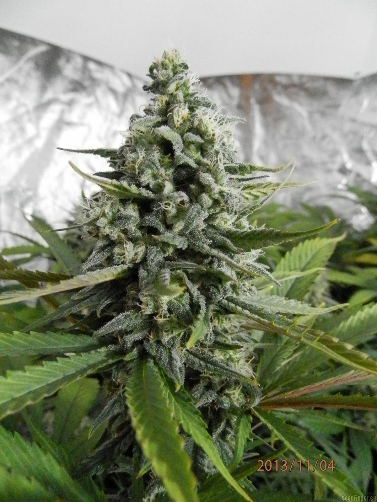 Strain-Gallery: Exodus Cheese (Green House Seeds) PIC ...