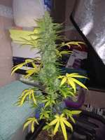 Green House Seeds Exodus Cheese Automatic - photo made by LLergers