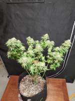 Green House Seeds Gran Jefa - photo made by ready2rip