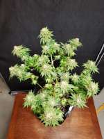 Green House Seeds Gran Jefa - photo made by ready2rip