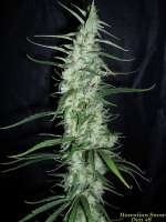 Picture from BuDDust (Hawaiian Snow)