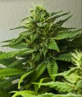 Himalaya Gold (Green House Seeds) :: Cannabis Strain Gallery