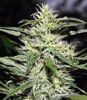 Jack Herer (Green House Seeds) :: Cannabis Strain Gallery - Page No.2