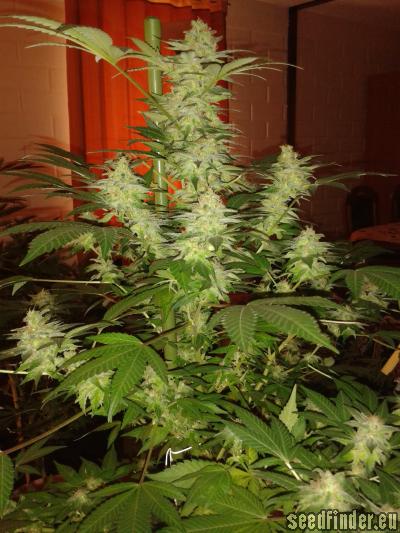 Jack Herer sativa-dominant hybrid marijuana strain review