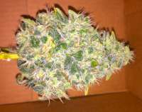 Picture from buddahtime (Jack Herer)