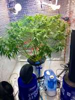 Green House Seeds Kalashnikova Automatic - photo made by Imaskypilot