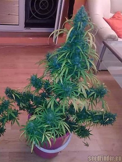 Green House Seeds Kalashnikova Automatic