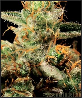 Green House Seeds King's Kush